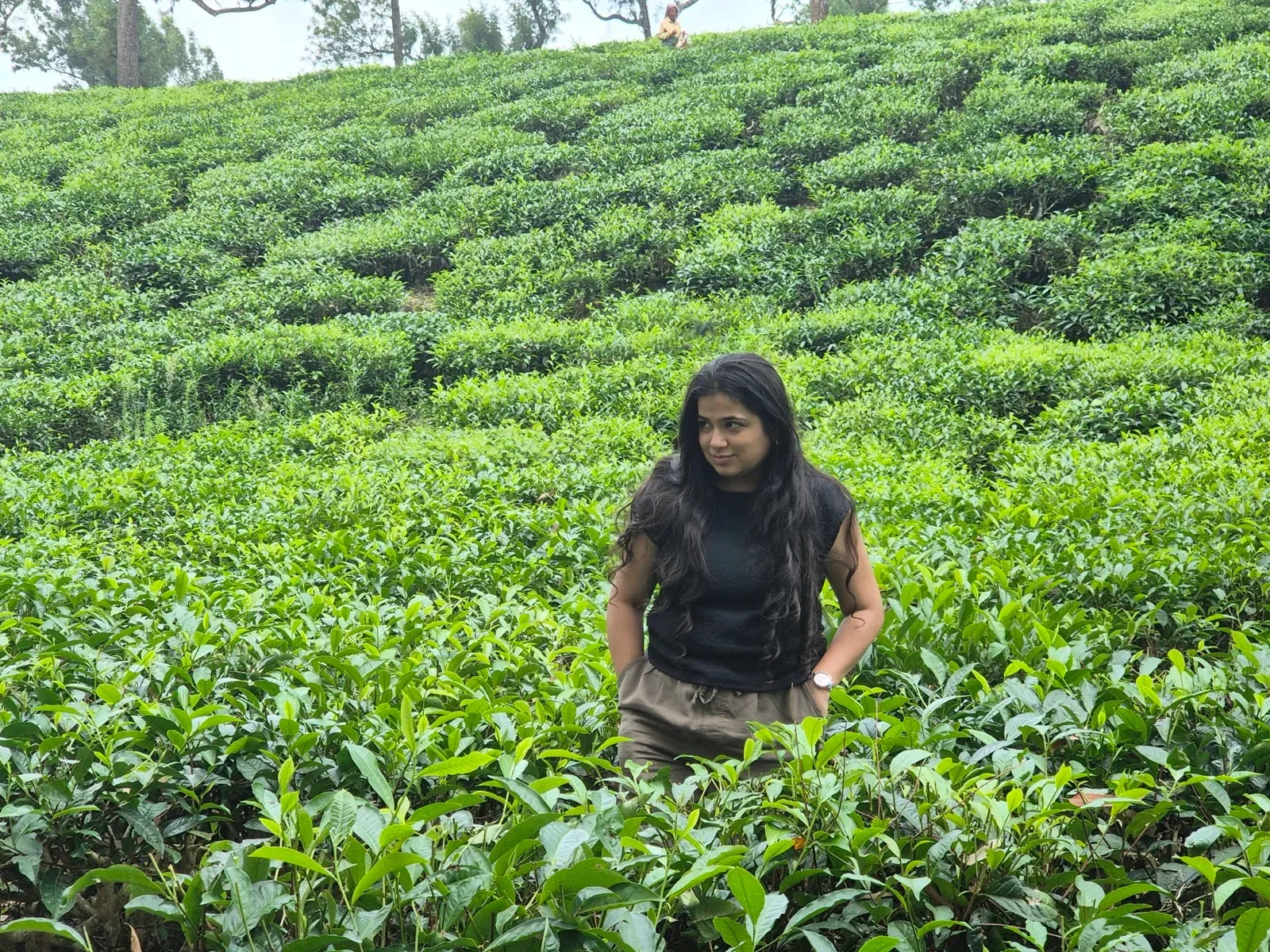 Munnar, misty morning